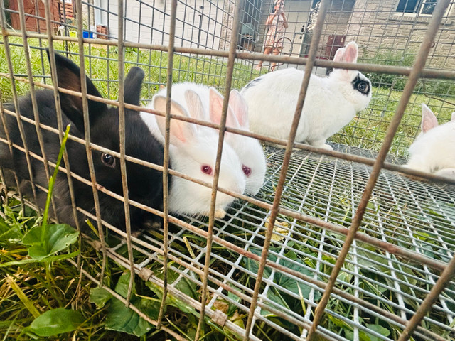 Each $20 in Other Pets for Rehoming in Ottawa - Image 2