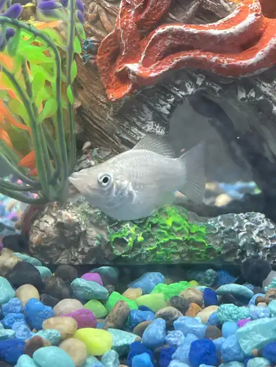 baby balloon Molly fish, View more