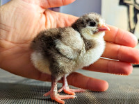 Ultra Fluffy breeds of Chicks Poussin