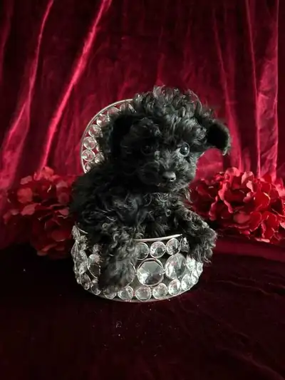 Super tiny T☕poodle pups hypoallergenic, View more