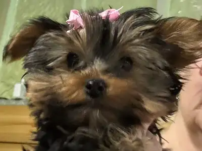 Yorkie  pup for sale female Tiny , View more