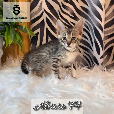 Savannah F4-SBT enregistré TICA - Alvaro, View more