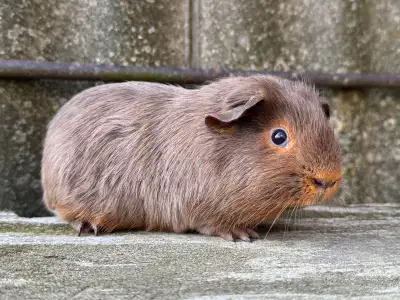 male Guinea pig , View more