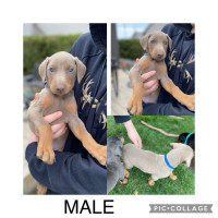 Purebred Doberman Puppies For Sale - Ready in 4 weeks