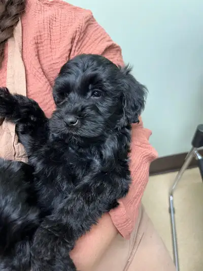 CHRISTIAN DOODLES. REPUTABLE breeder since 2004 Please see our website for available whoodles Christ...