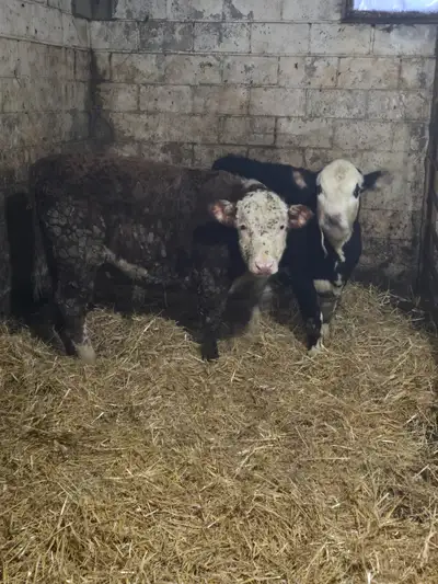 Two six month old Hereford cross calves. Red calf is male, born July 12. Black calf is female born J...