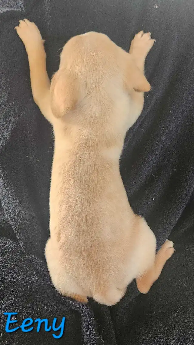 3 LEFT - Beautiful Chihuahua Boys in Dogs & Puppies for Rehoming in Strathcona County - Image 5