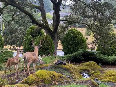 $775 Bedroom available in modernist character house near Quadra/Finlayson Three bedroom suite with f...