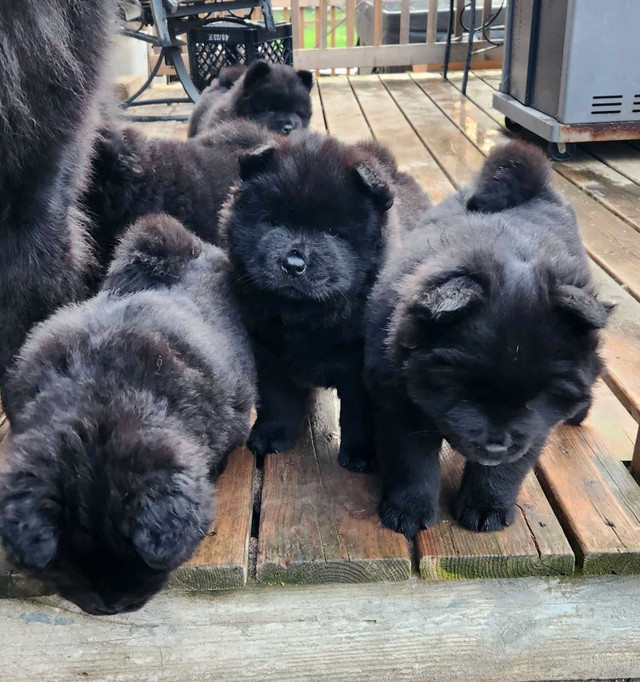 Pure breed chow chow in Dogs & Puppies for Rehoming in North Bay