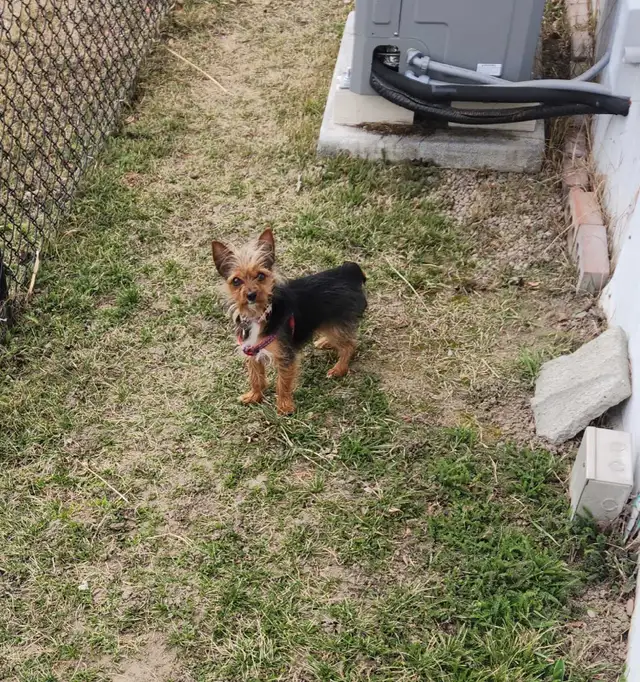 Chorkie Puppy,  Healthy, TINY, well trained, shots in Dogs & Puppies for Rehoming in Kelowna - Image 4