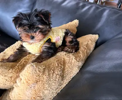 HIGH QUALITY MINIATURE YORKIE PUPPIES, View more