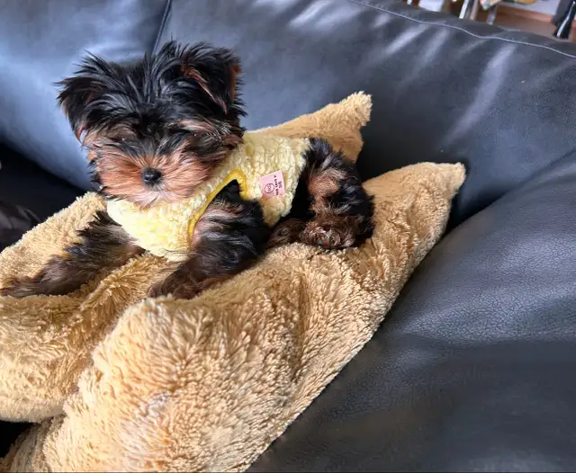 HIGH QUALITY MINIATURE YORKIE PUPPIES in Dogs & Puppies for Rehoming in City of Toronto - Image 2