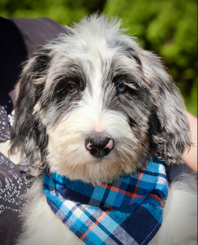 6 TRÈS  RARES BORDOODLES, DOODLES,   CHIOTS,PUPPY dans Chiens et chiots à adopter  à Laurentides - Image 3