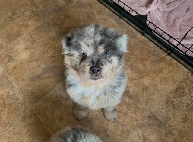 chow chow puppies in Dogs & Puppies for Rehoming in Hamilton - Image 6