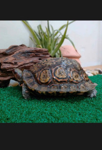 Omate wood turtle - 4inche（shell）