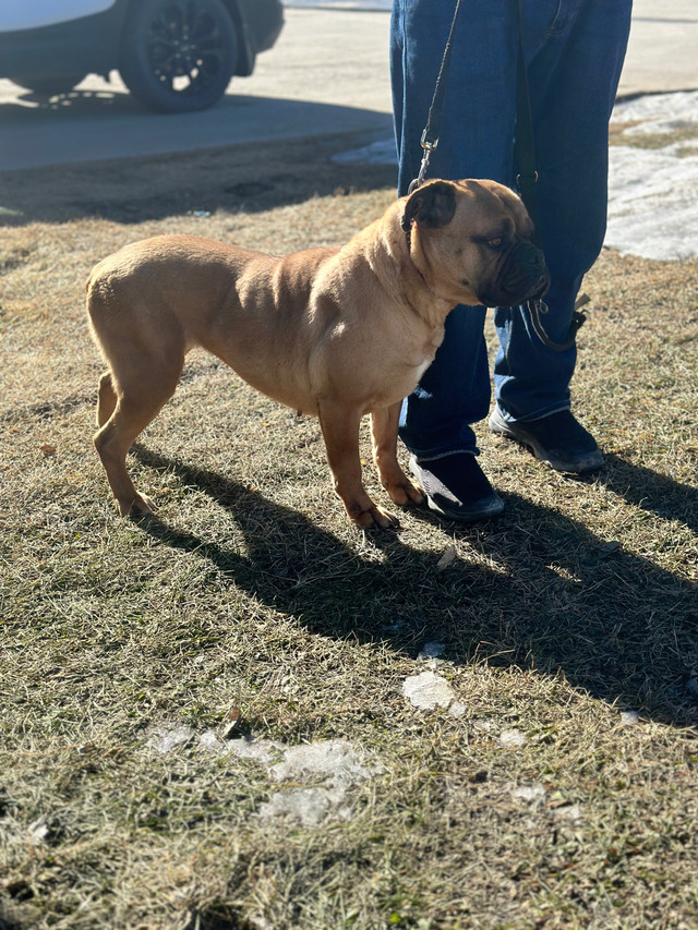 Bull mastiff  in Dogs & Puppies for Rehoming in Portage la Prairie - Image 3
