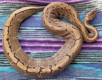 Proven Ball Python Available 