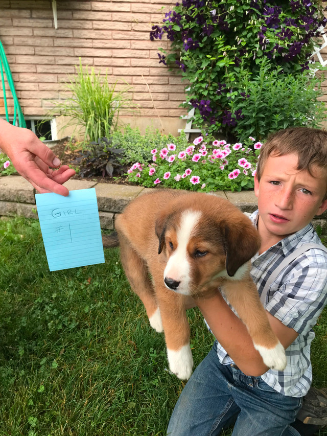 Bernese Mountain Puppies Cross in Dogs & Puppies for Rehoming in Kitchener / Waterloo - Image 3