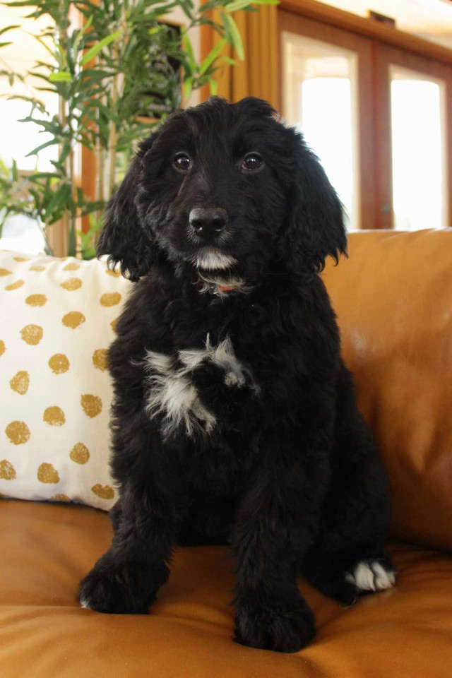 F1 Tuxedo midsize Bernedoodle puppies  in Dogs & Puppies for Rehoming in Kelowna - Image 2