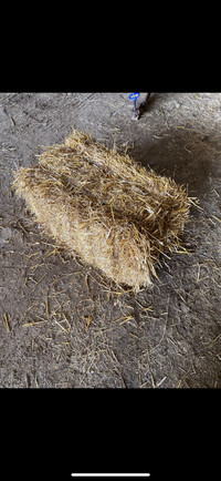 Small Straw Square  Bales 