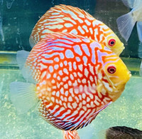 Discus for sale ****  We ship to Toronto ******