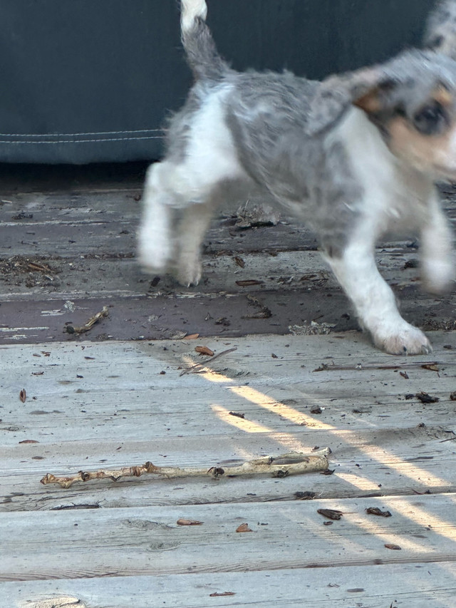 mini dachshund toy poodle cross puppies in Dogs & Puppies for Rehoming in Lethbridge - Image 4