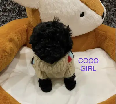 Toy Maltipoo Puppies, View more