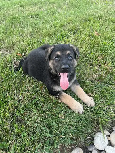 German Shepherd Puppies, View more