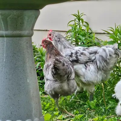 I have a Splash Jersey Giant Rooster available. $15 Hatched Feb 8th. Almost 4 months old. In good he...