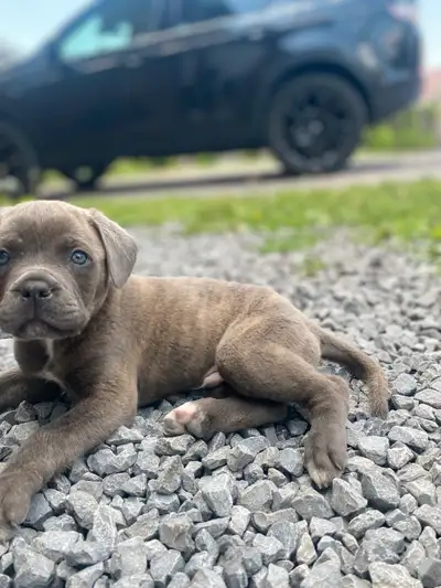 Blue Brindle Cane Corso MALE  , View more