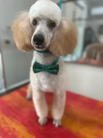 Miniature Poodle Puppies , View more