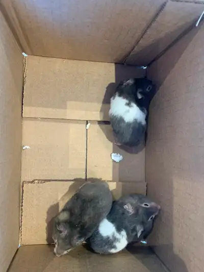 Syrian hamster for rehoming, View more