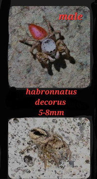Habronnatus decorus jumping spider