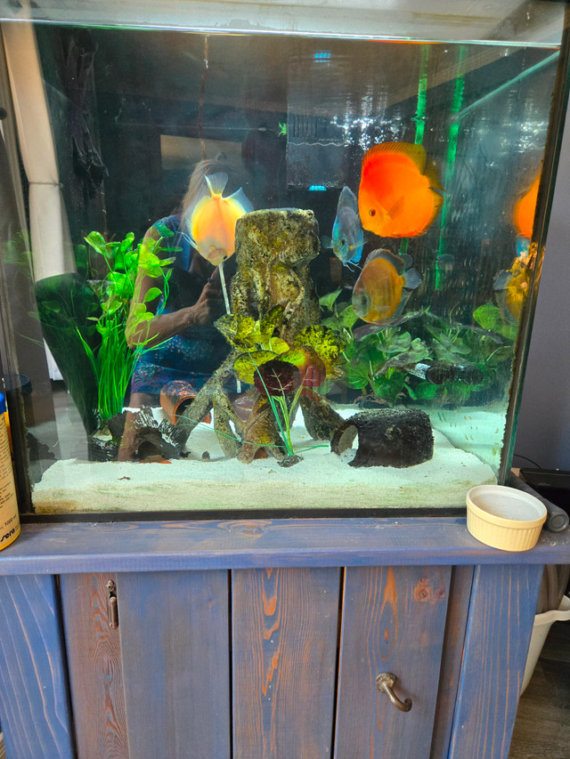 Moving.  Fish tank and all accessories must go. $400 obo in Fish for Rehoming in London - Image 4