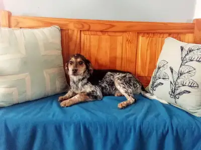 BEAGLE/BLUE HEELER , View more