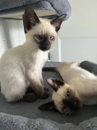 Adorables chattons prêts à être adoptés! Vaccinés et vermifugés Propres, et sociables! Blue point et...