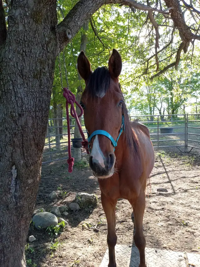 Tall 5yo Bay Arabian gelding -Project horse in Horses & Ponies for Rehoming in Owen Sound - Image 7