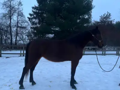 GREEN HORSE FOR SALE/TRADE, View more