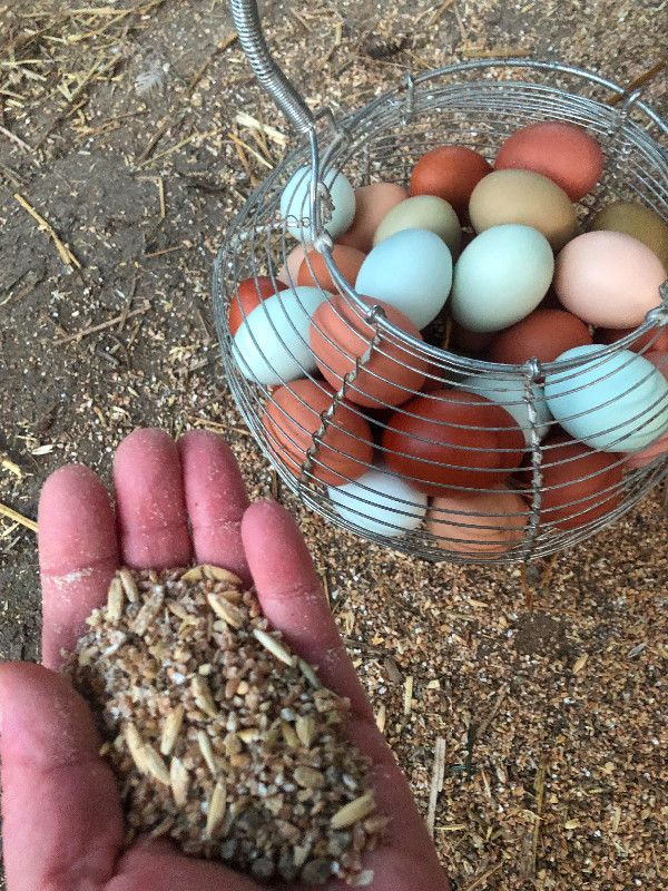 Rainbow Egg- Dual Purpose Heritage Chicken-Chicks, Eggs- Creston in Livestock in Nelson - Image 3