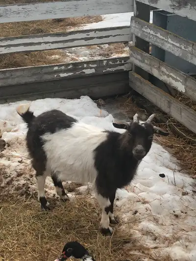 A year old Pygmy doeling for sale. Has been running with a colourful Pygmy cross billy all winter so...