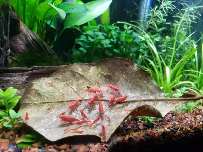 Almond Leaves For Aquariums (shrimp, fish, snails, crabs), View more