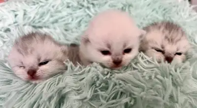 Purebred Scottish Fold  kittens. , View more