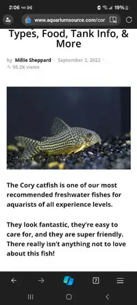 Spotted Cory cat fish
