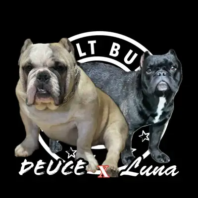 We got some shorty puppies available ready for their new and forever home this July. They’ll come up...