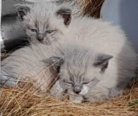 Siamese cross kittens 