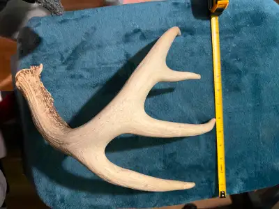 White Tailed Deer Antlers, View more