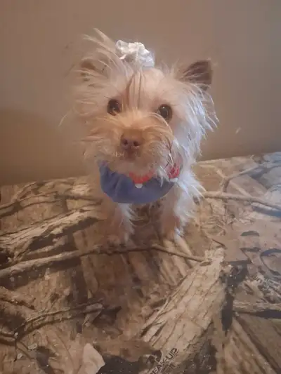 Morkie puppy for sale Gets along good with other dogs Loves cats, children Been raised on the farm U...