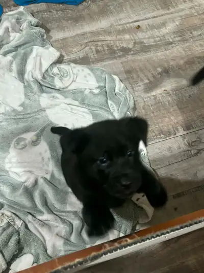 3 Puppies for sale, View more