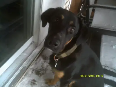 berger allemand&labador, View more