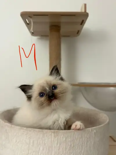 Our newest litter Accepting reservations They are ready to go home almost July middle and contain pl...
